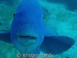 High Five?!!... curious Groper at Magic Point. Sydney. by Kristen Hardy 